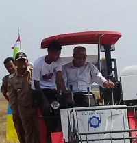 Bupati Ikut Panen Raya Padi Simpang Datuk